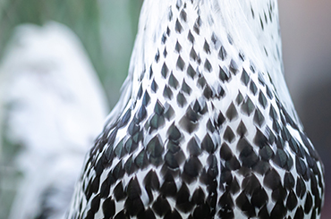  Veterinary products for Poultry