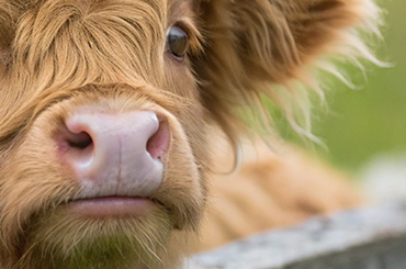  Veterinary products for Cattle