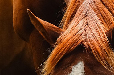  Veterinary products for Horses