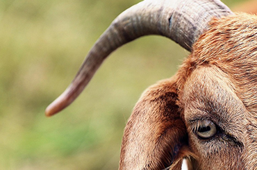  Veterinary products for Goats