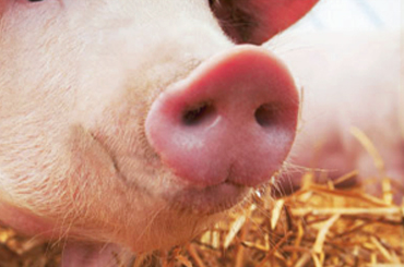  Veterinary products for Pigs