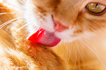  Veterinary products for Cats