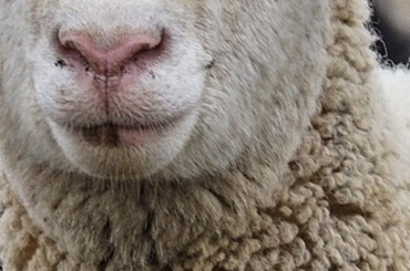  Veterinary products for Sheep