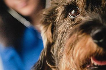  Veterinary products for Dogs